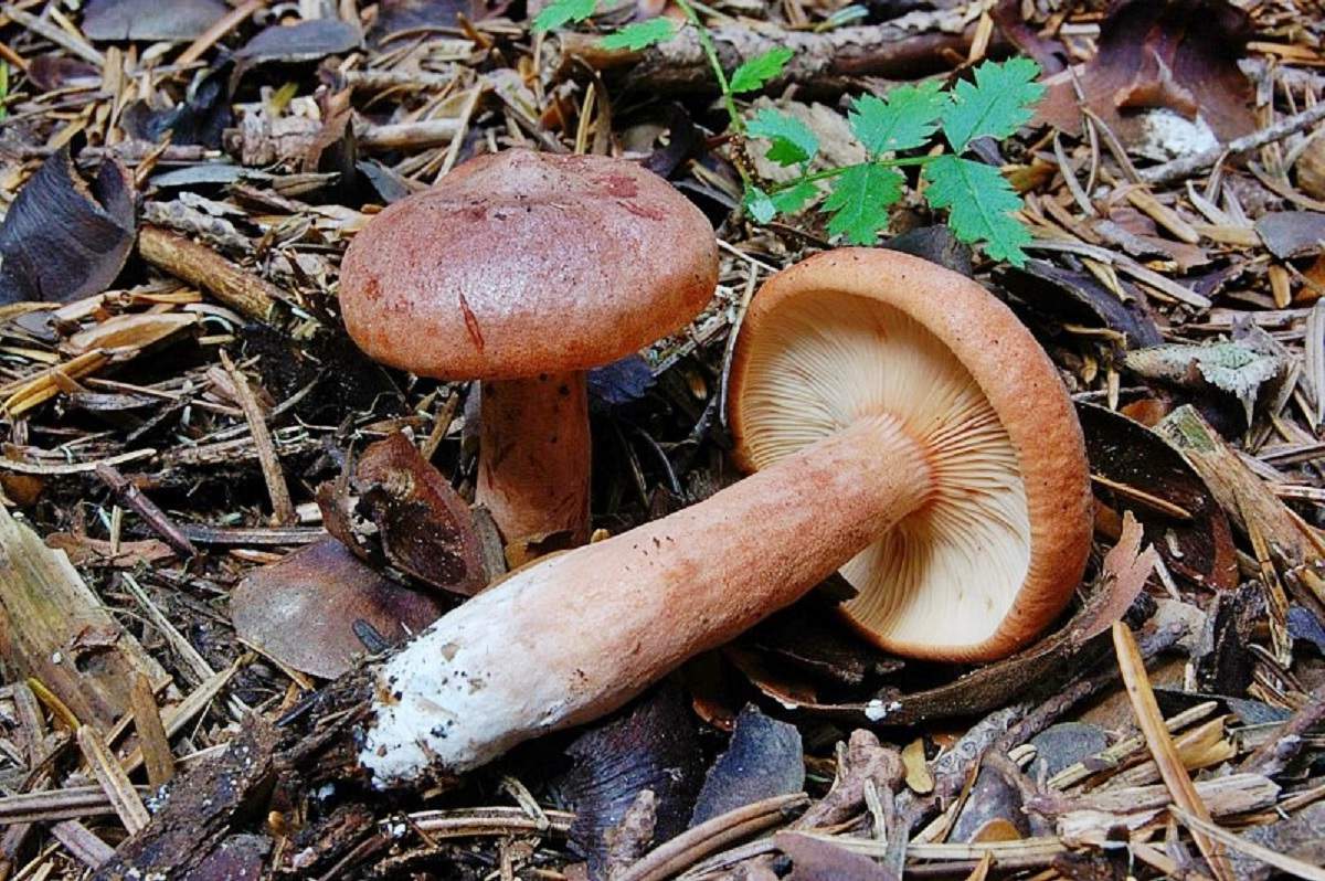 Lactarius Rufus