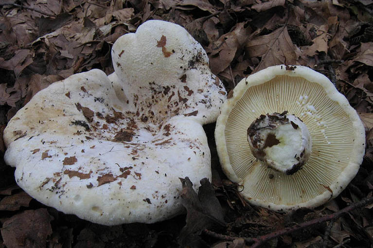 Lactifluus vellereus
