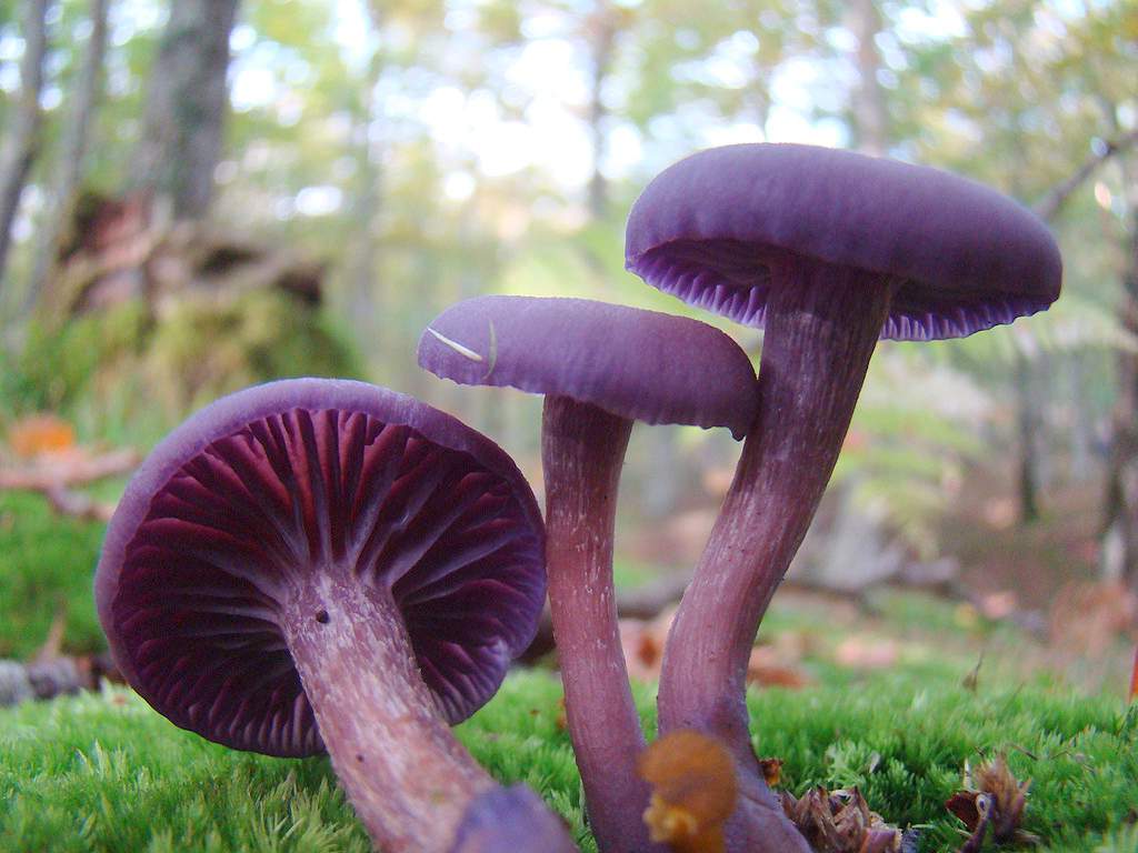 Аметист лак