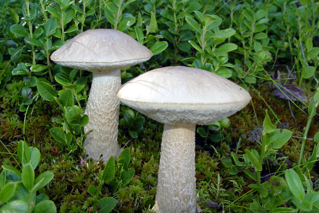 Boletus