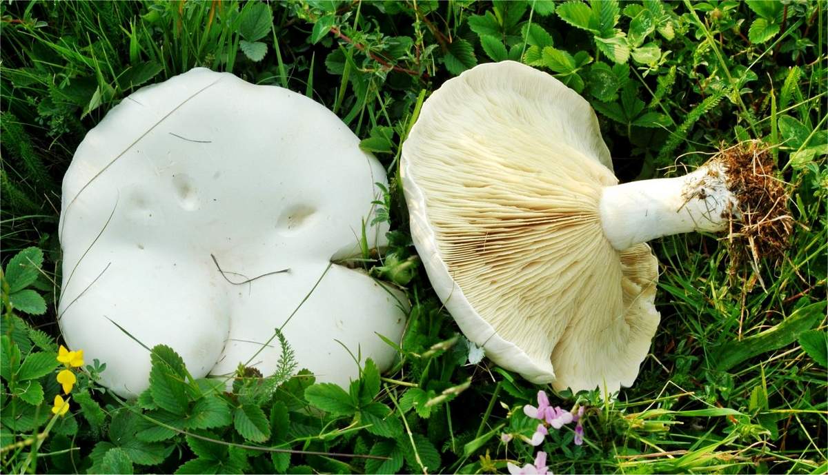 Белоглава жена