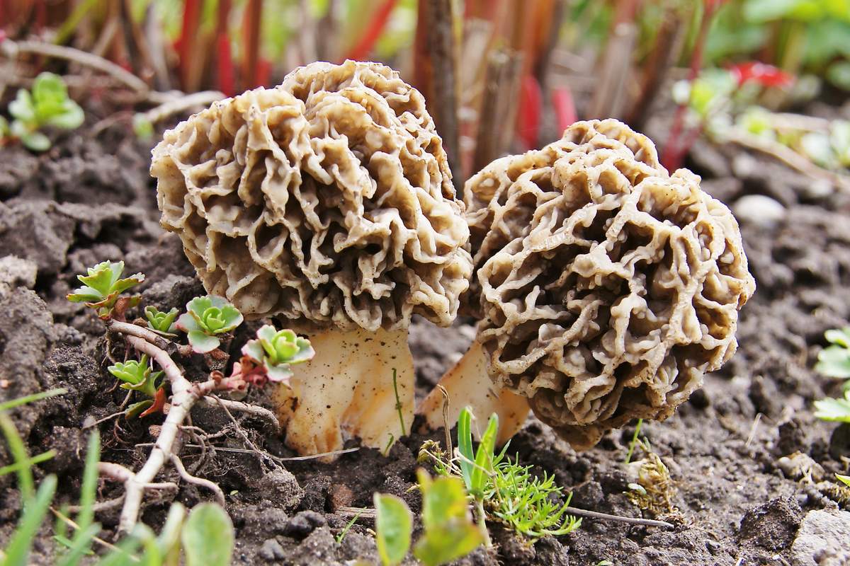 Morels