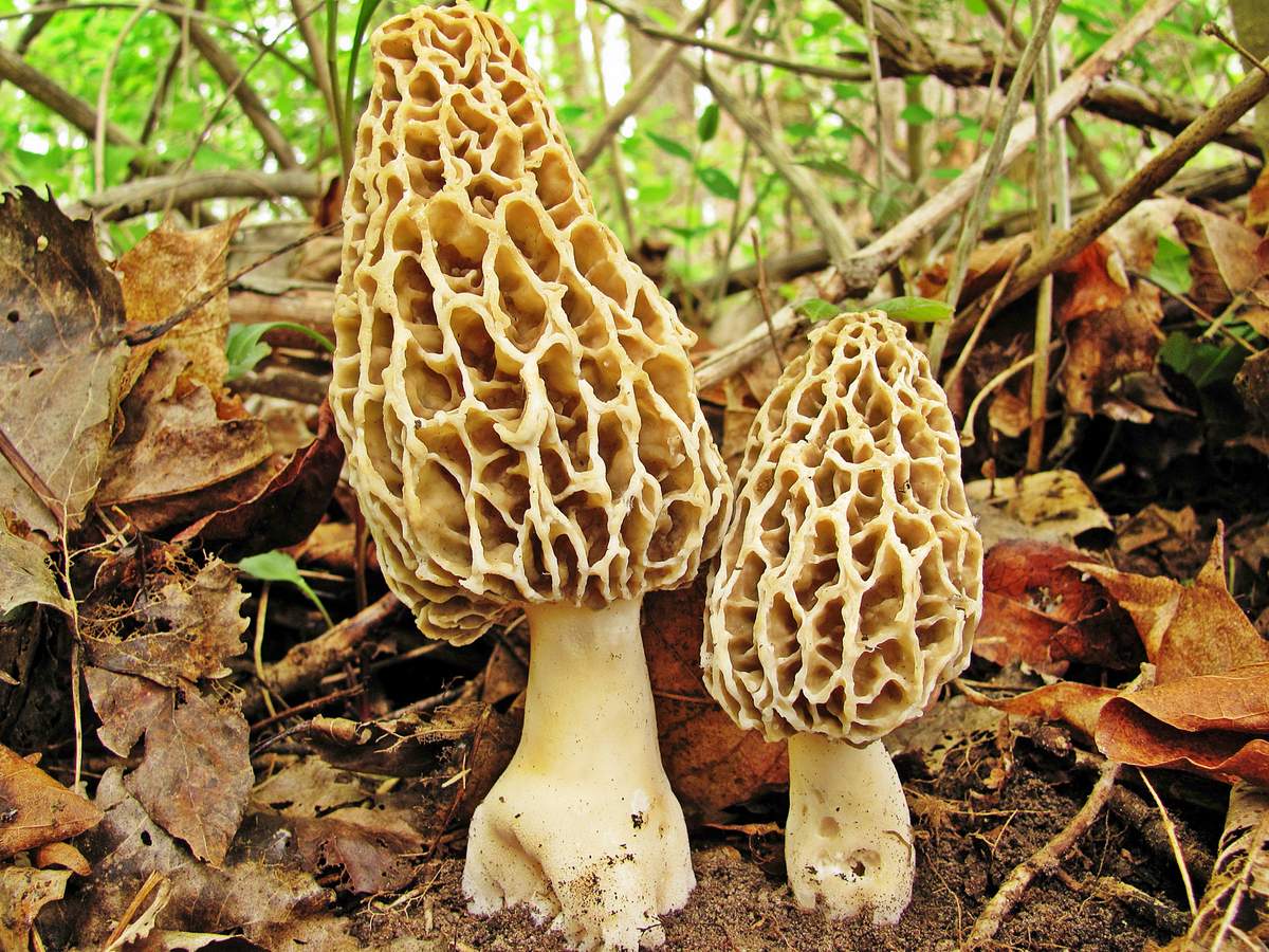 Morel