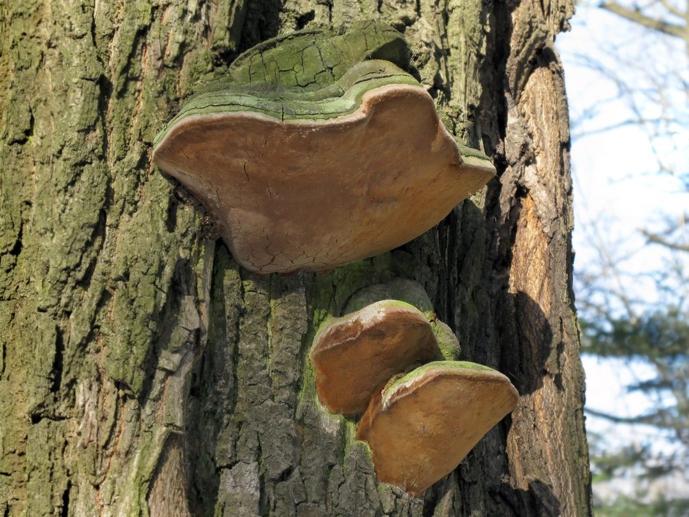 Tinder fungus oak