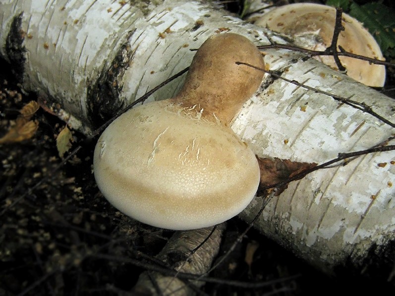 Пиптопорски дъб