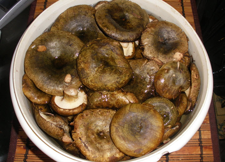 shiitake