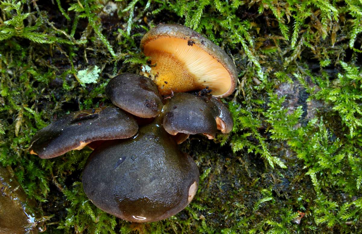 Гъба от стриди