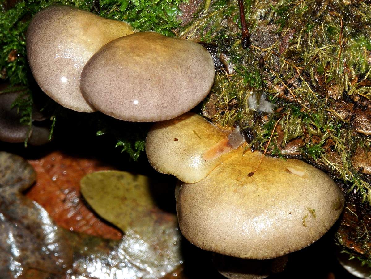 Гъба от стриди