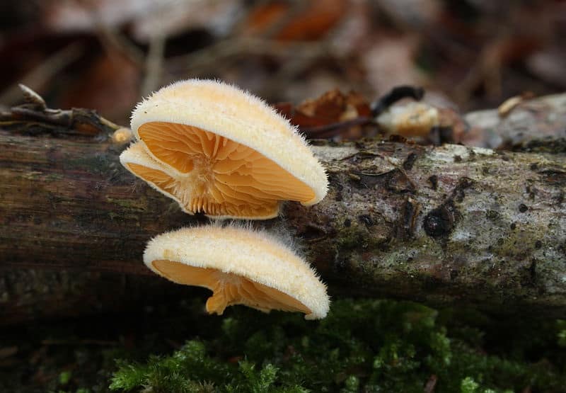 Oyster гъба портокал