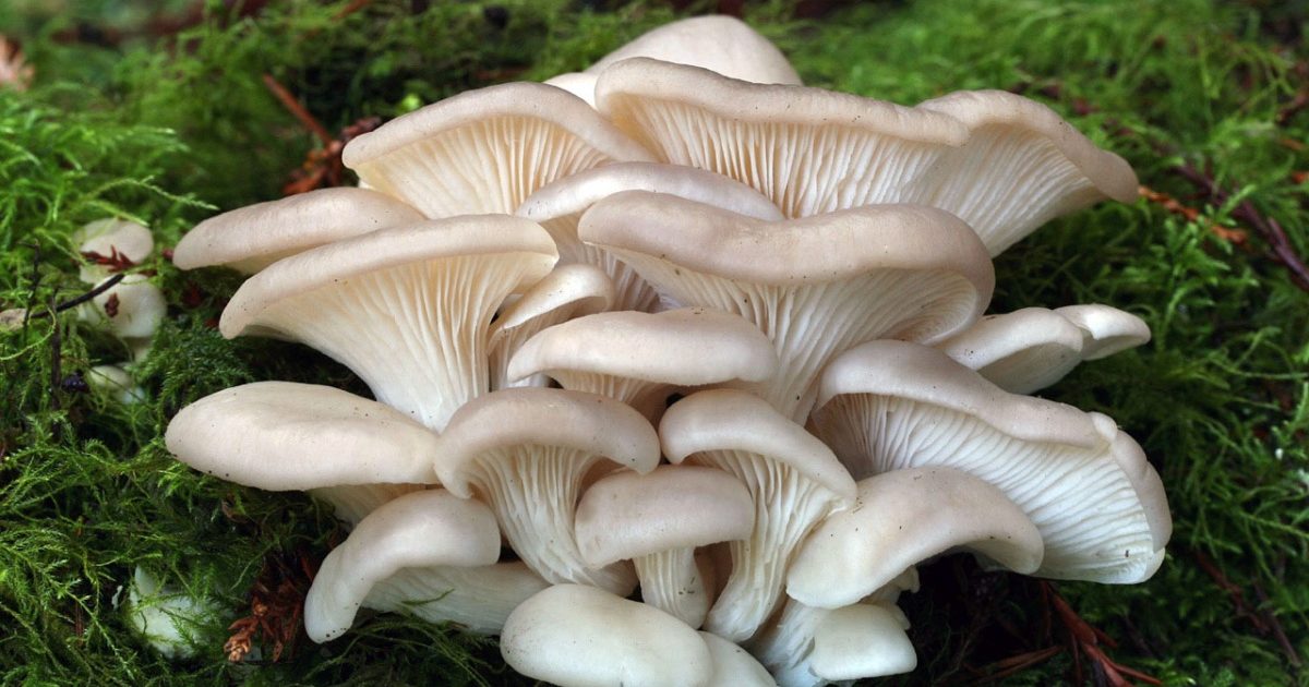 Стриди гъби