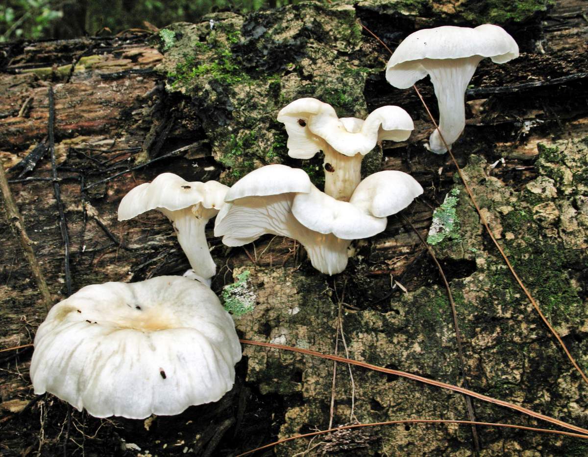 Longzwam van oesterzwammen