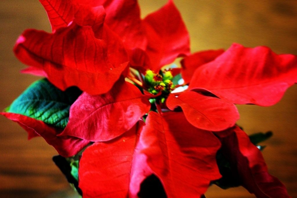 poinsettia