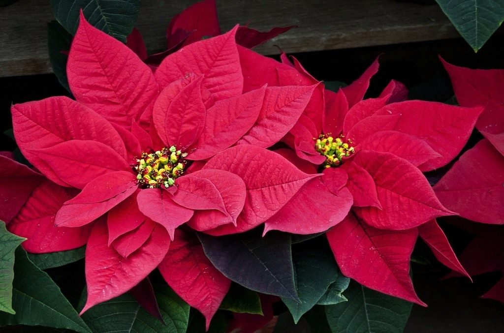poinsettia