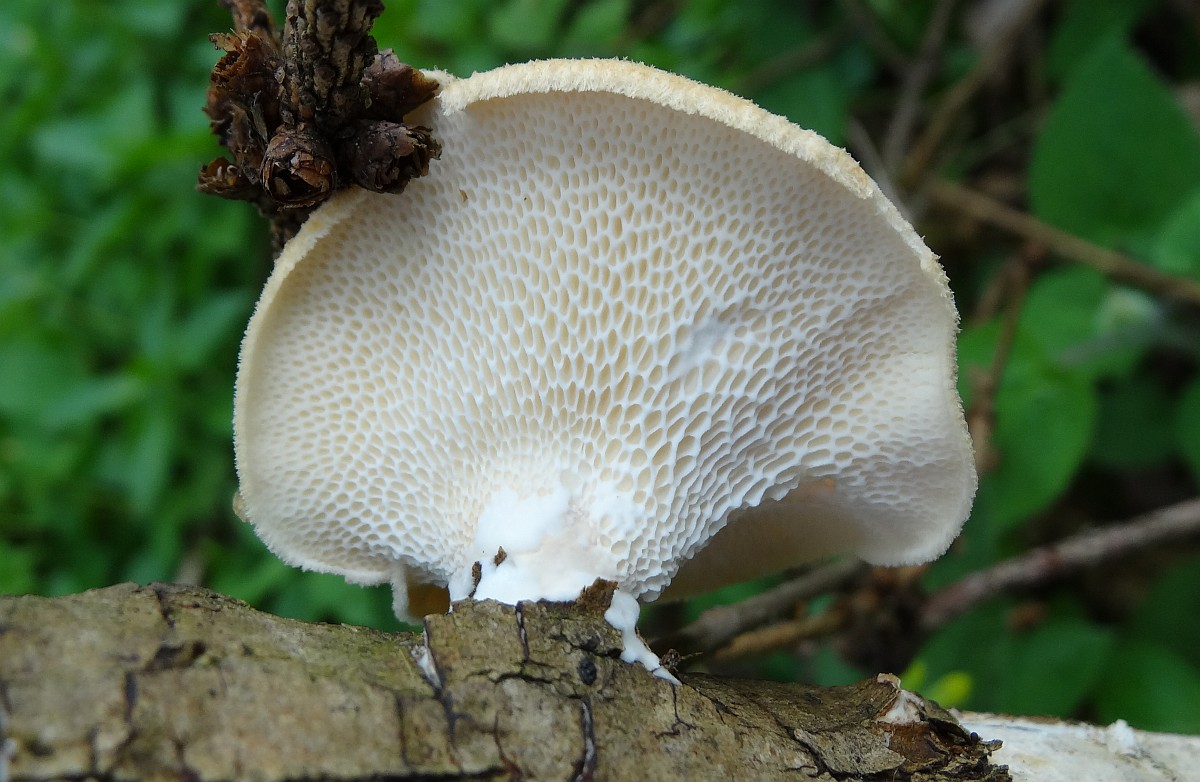 Tinder гъбички