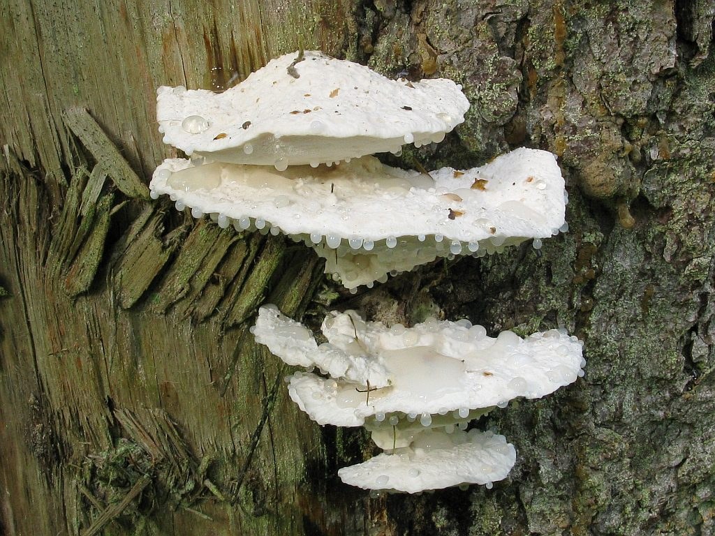 Гладно стягащо