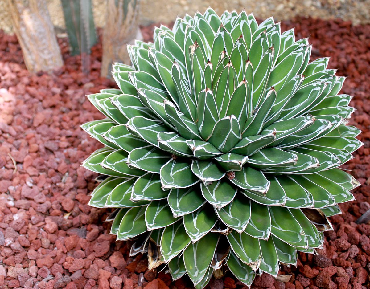 Nữ hoàng Victoria Agave
