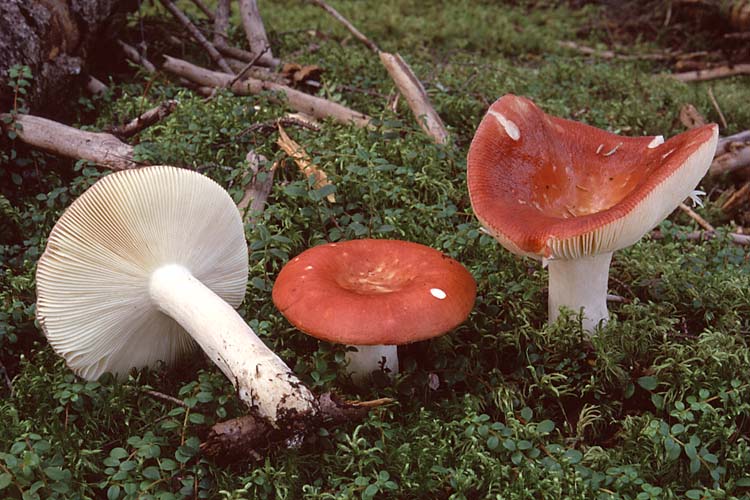 ביצת רוסולה