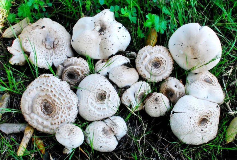 champignons