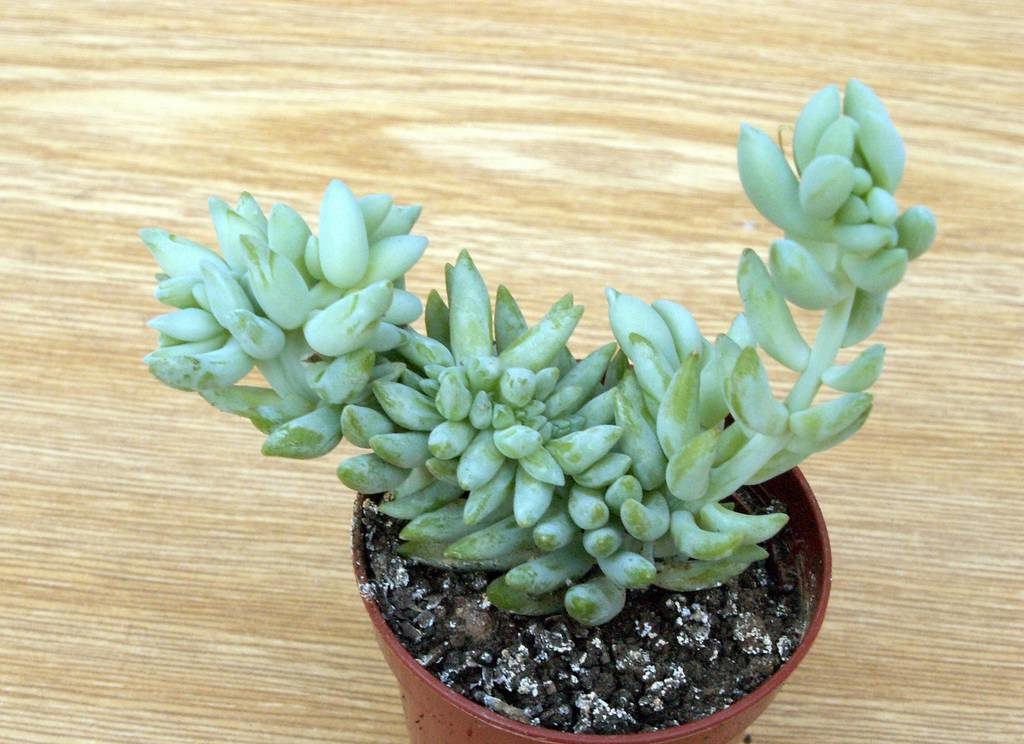 Trầm tích Morgana