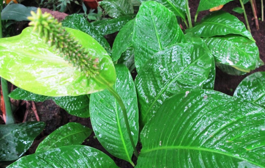 Spathiphyllum schattig