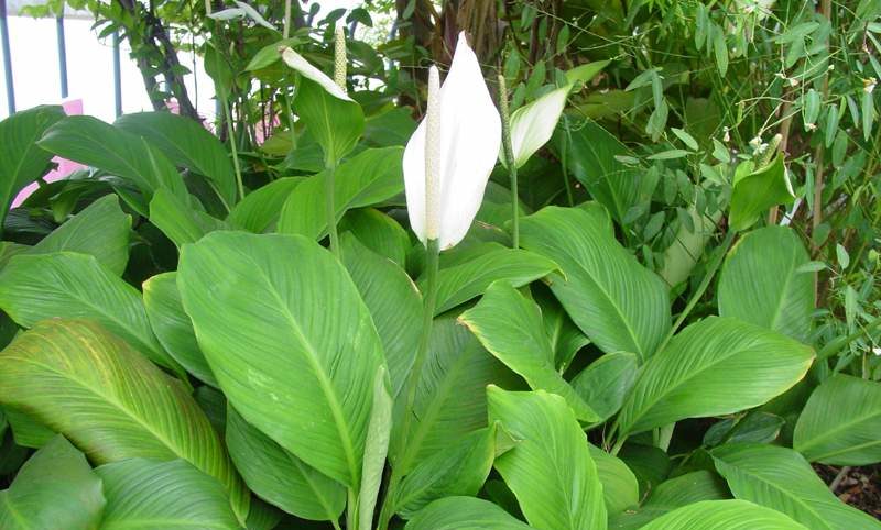 Spathiphyllum Helix