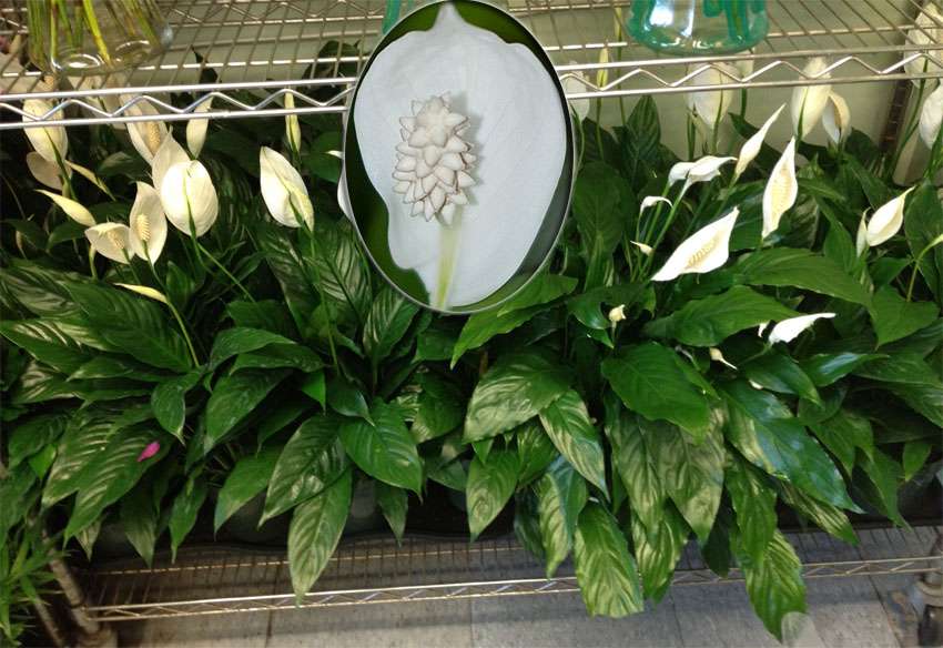 Spathiphyllum