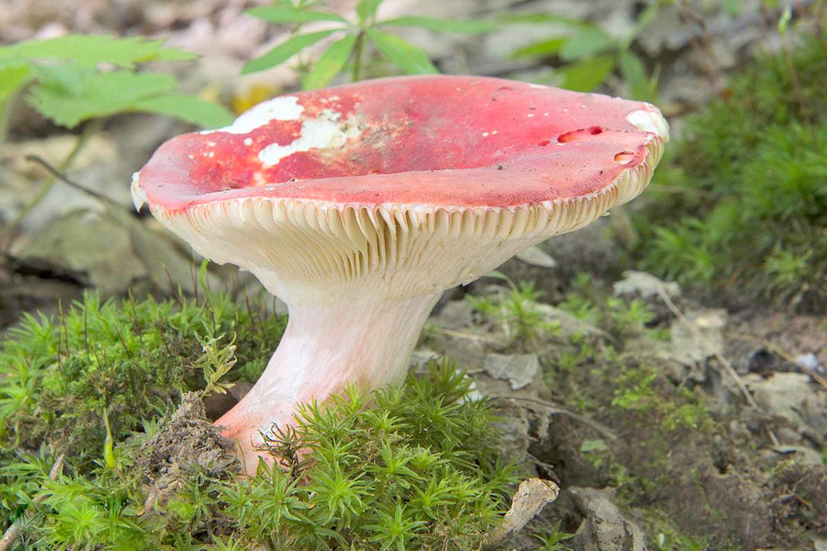 russula