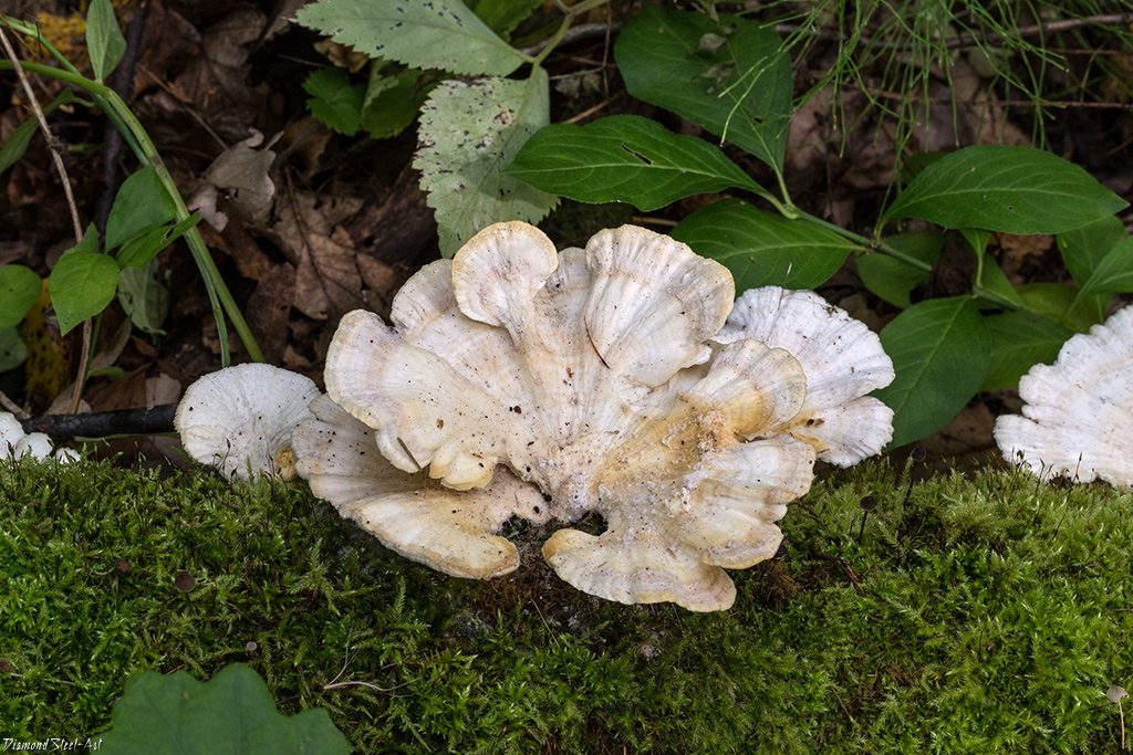 Трамете пухкави