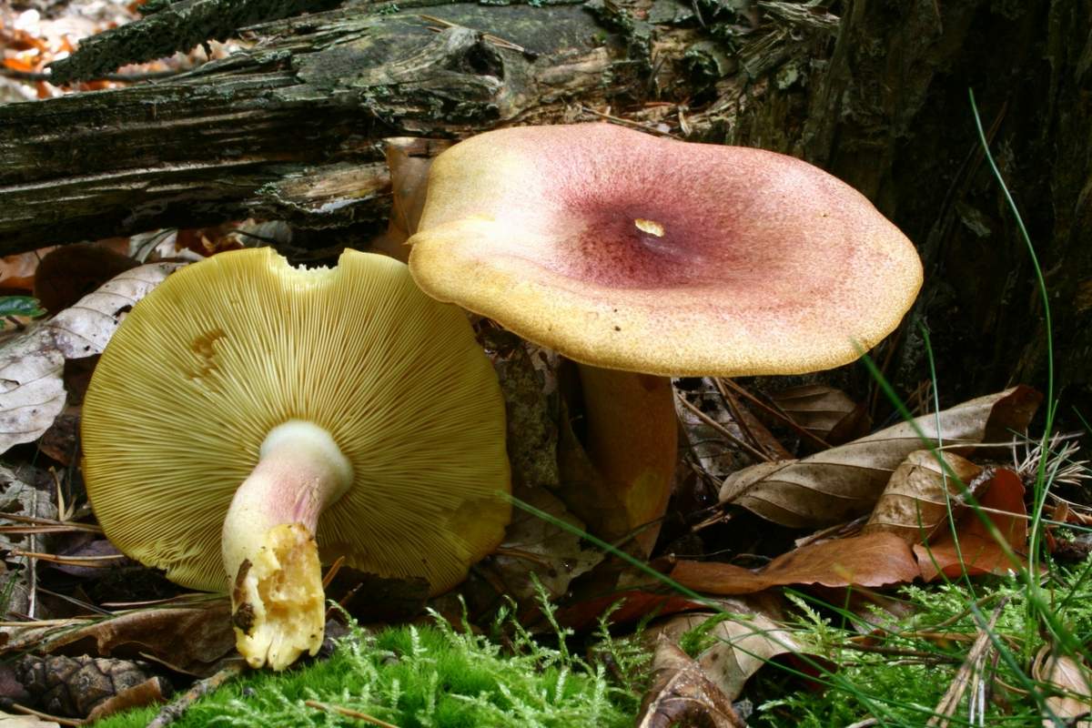 ריאדובוק צהוב-אדום