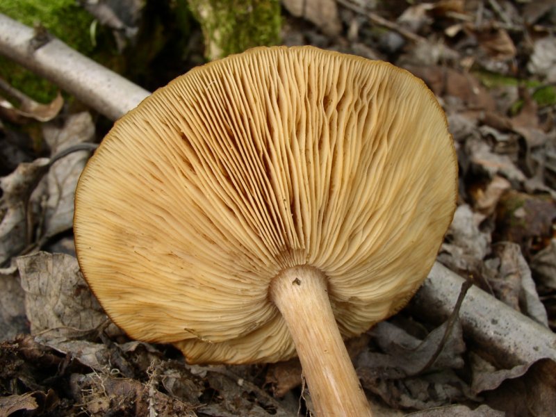 Агарична гъба