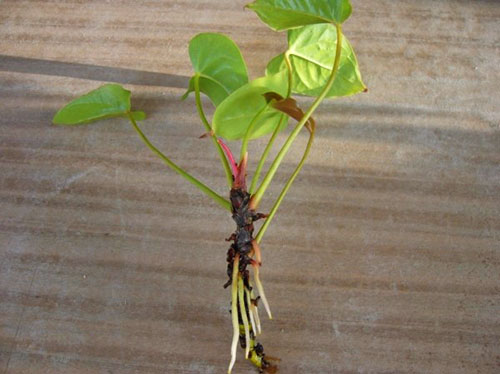 Cuttings of anthurium