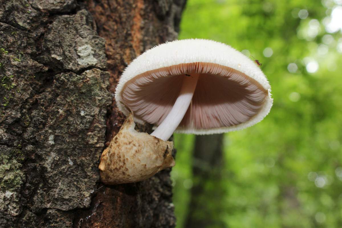 Агарична гъба