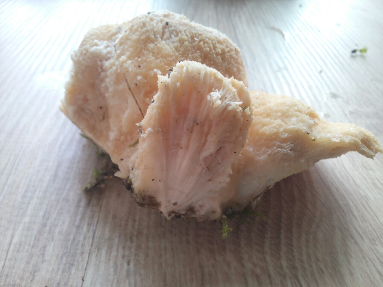 Червеи гъби