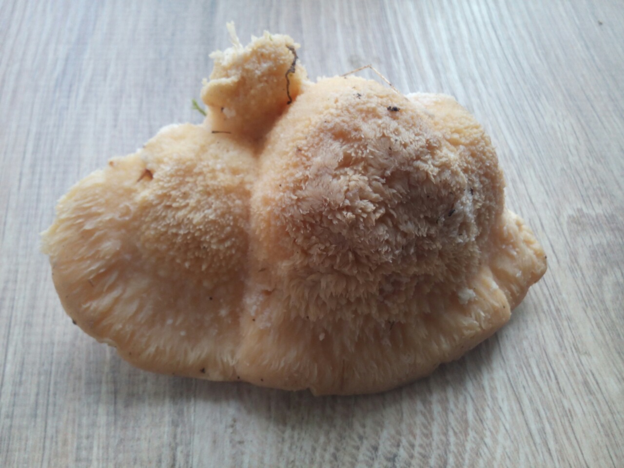 Червеи гъби