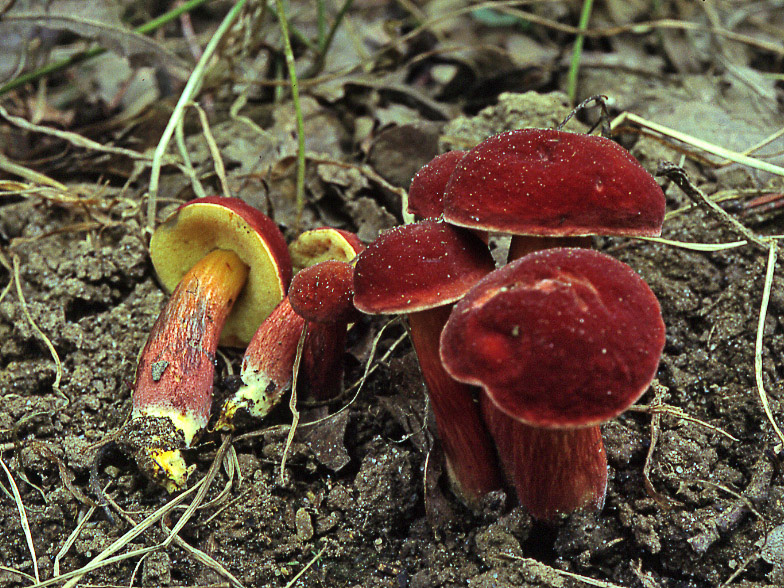 גלגל תנופה אדום