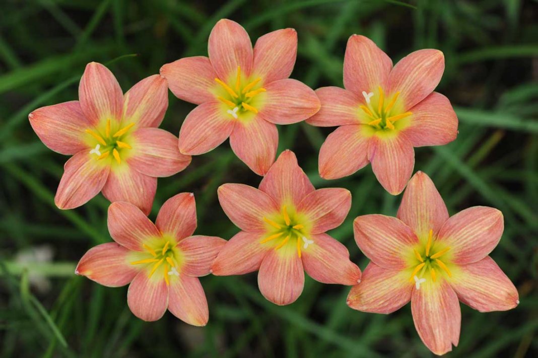 zephyranthes