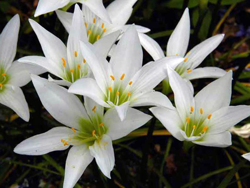 zephyranthes