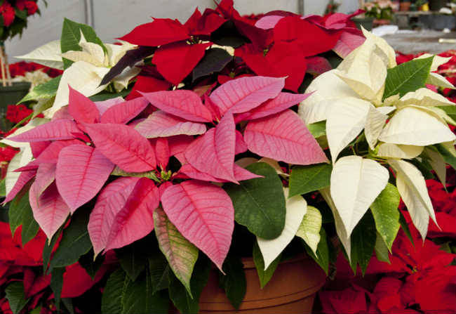 poinsettia