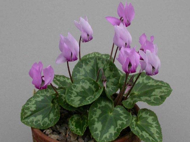 Европейски цикламени