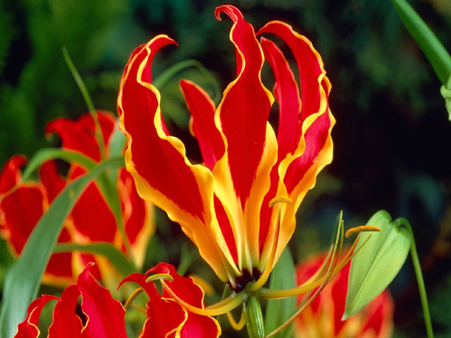 Gloriosa