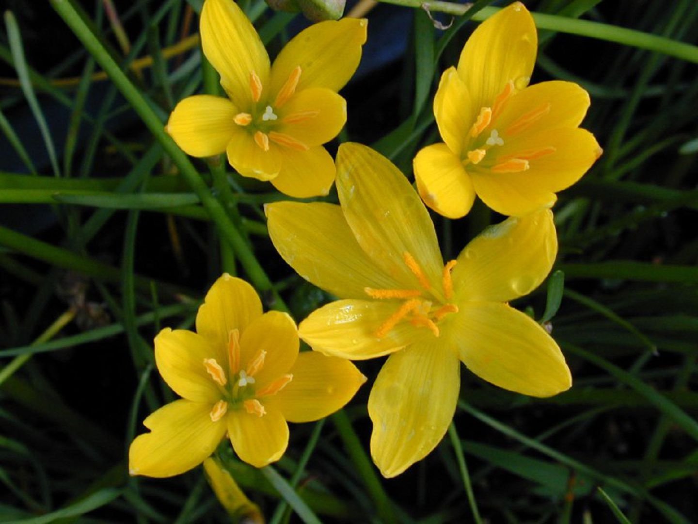zephyranthes