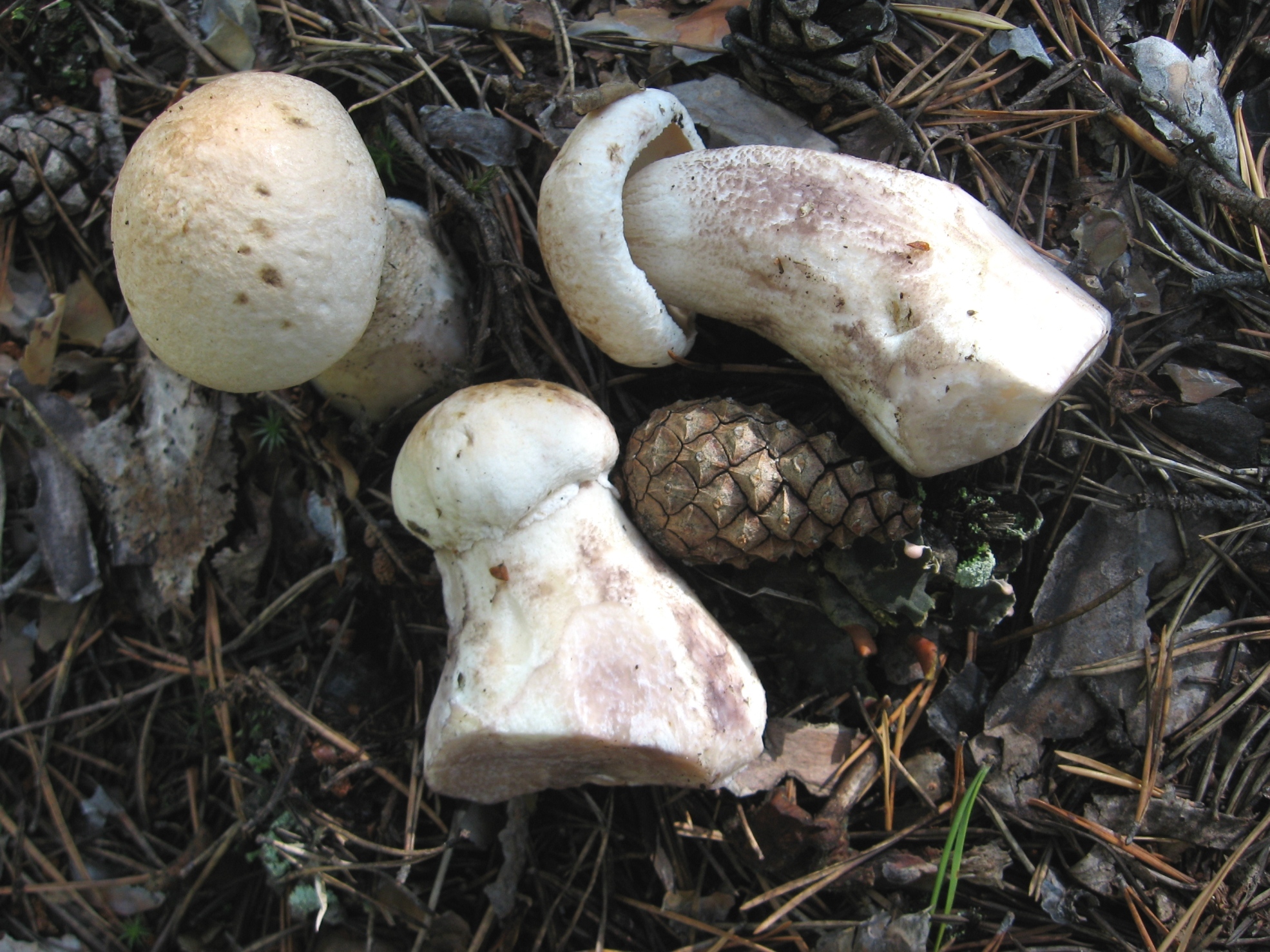 CEP