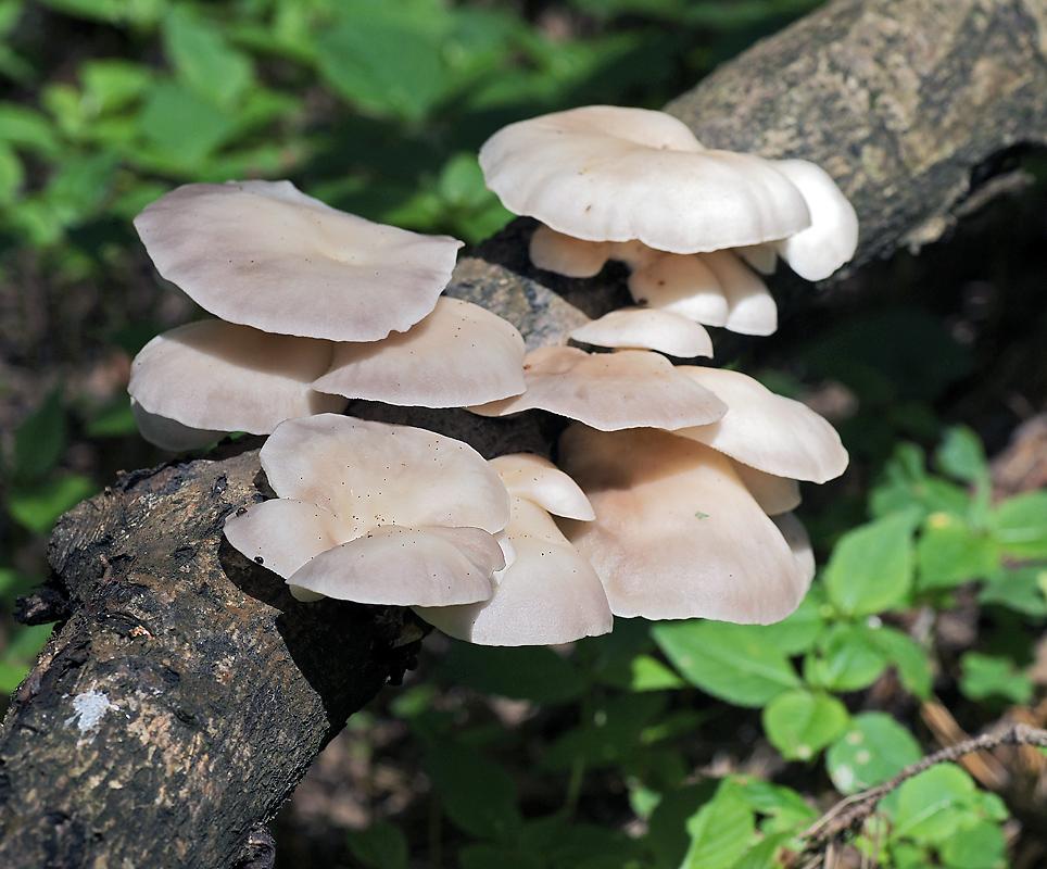 Longzwam van oesterzwammen