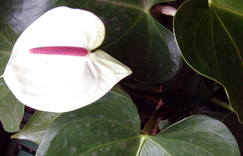 Anthurium Andre