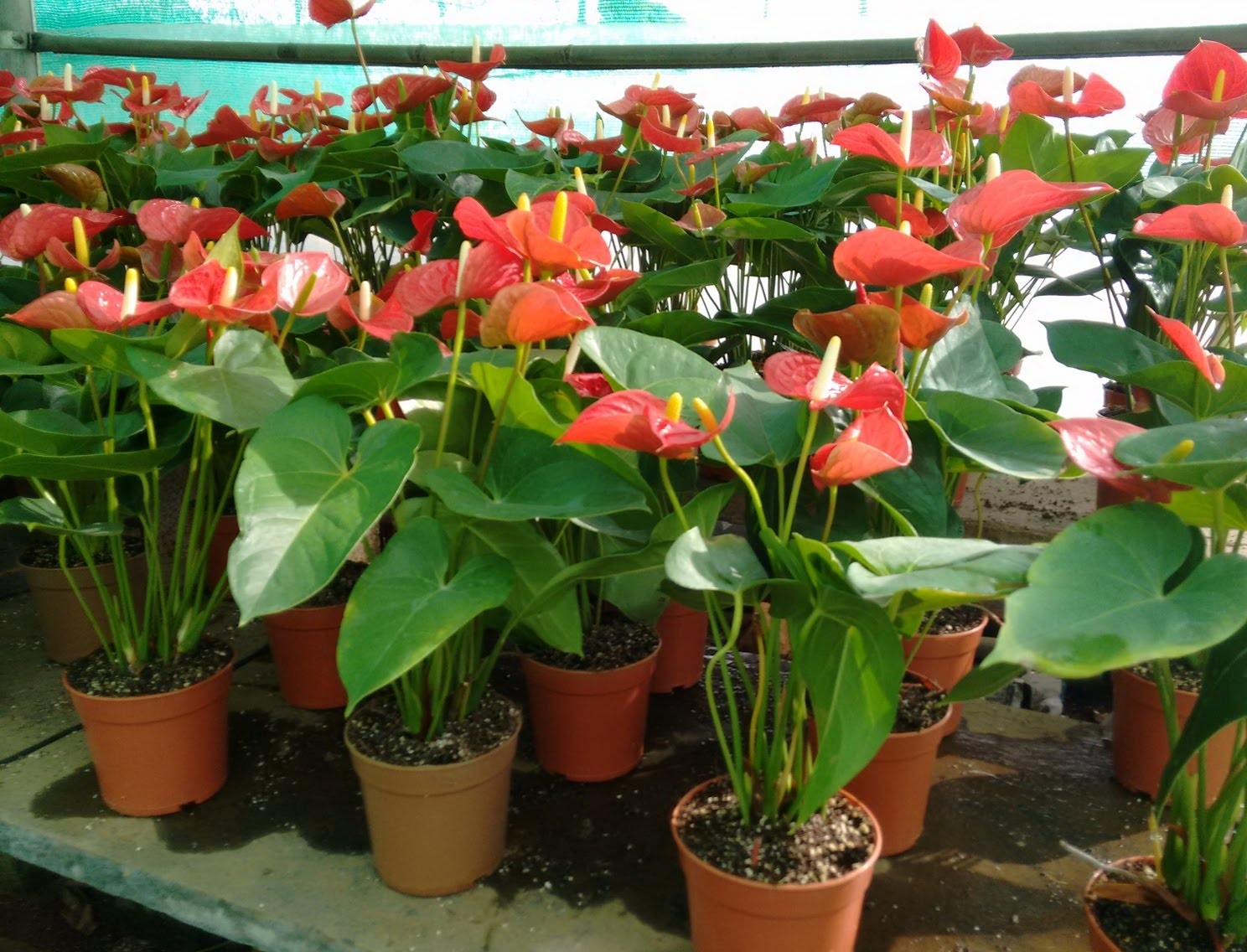 Anthurium