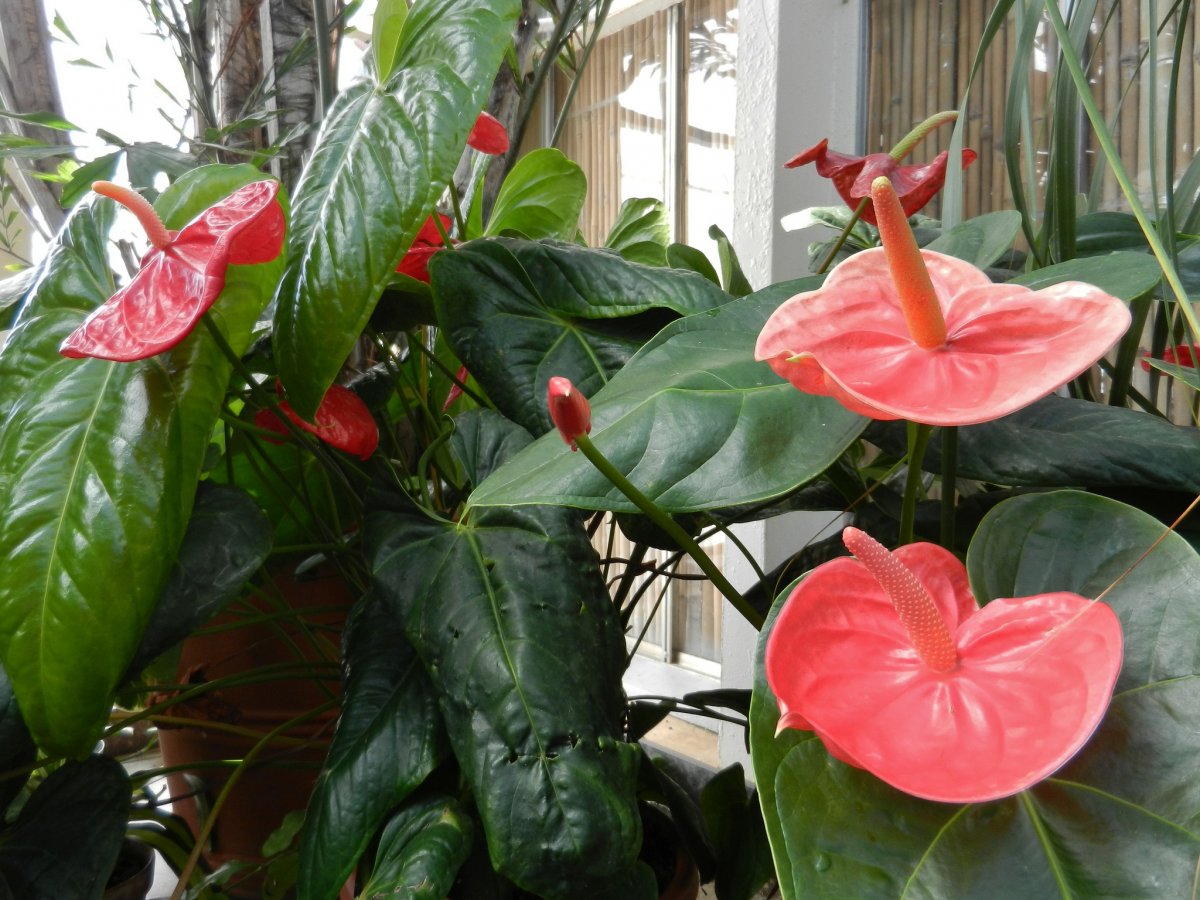 Anthurium