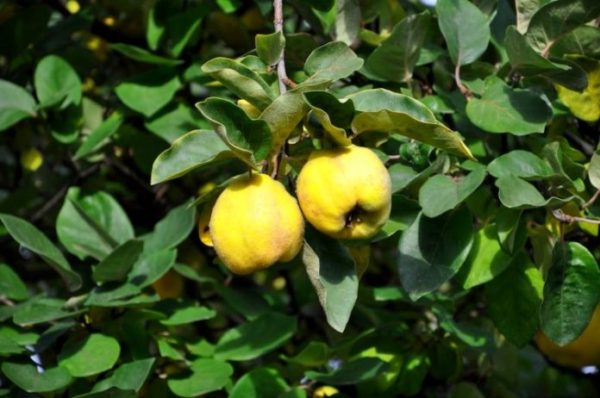 грижи за дюля през есента