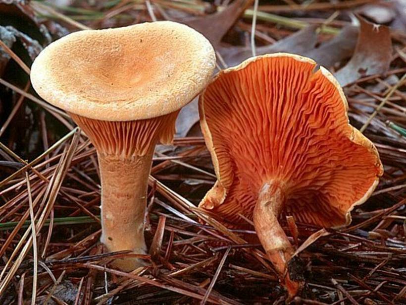 chanterelle