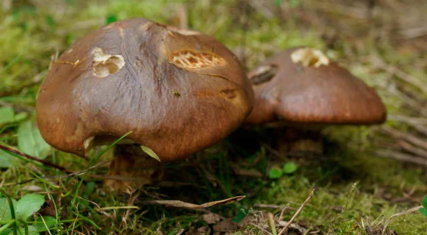 Червеи гъби