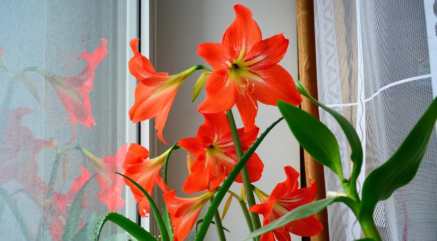 Hippeastrum